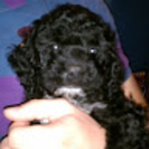 Meet your Posher, Christen